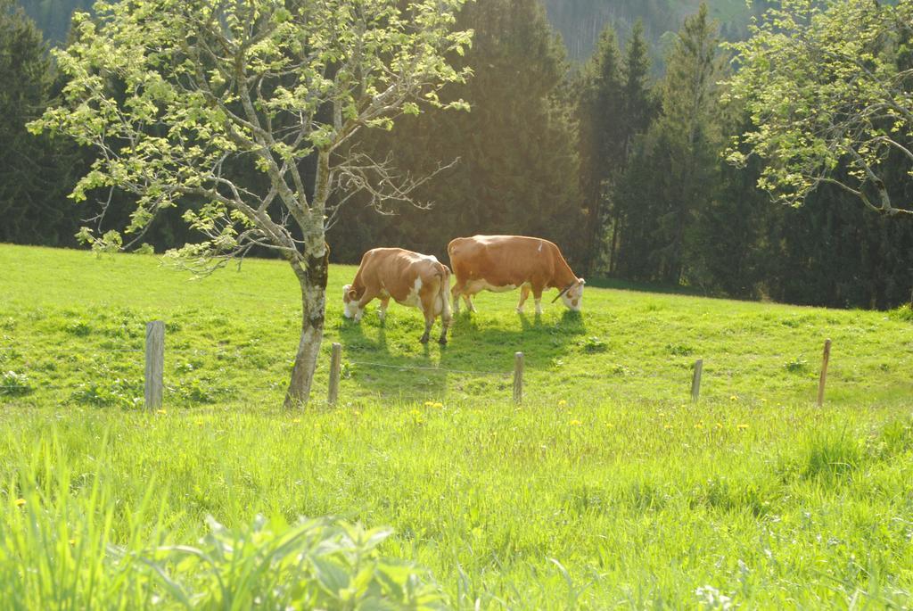 Апартаменты Siedlerhof Хопфгартен-им-Бриксенталь Экстерьер фото