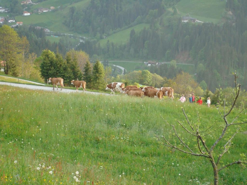 Апартаменты Siedlerhof Хопфгартен-им-Бриксенталь Экстерьер фото